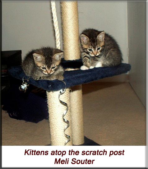Meli Souter - Kittens atop the scratch post